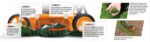 AS-Motor AS 420 E-ProClip Akku Mulchmäher – Bild 5